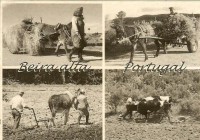 /album/galeria-de-fotos-beira-alta/beira-alta-jpg/